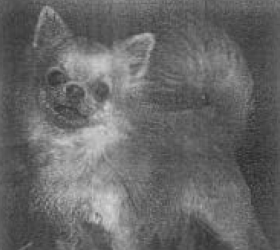 sos-toilettage-chihuahua-poil-long